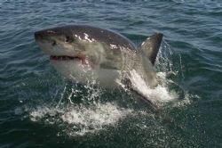 Great White Shark - taken whilst cage diving with these w... by David Edward Carson 